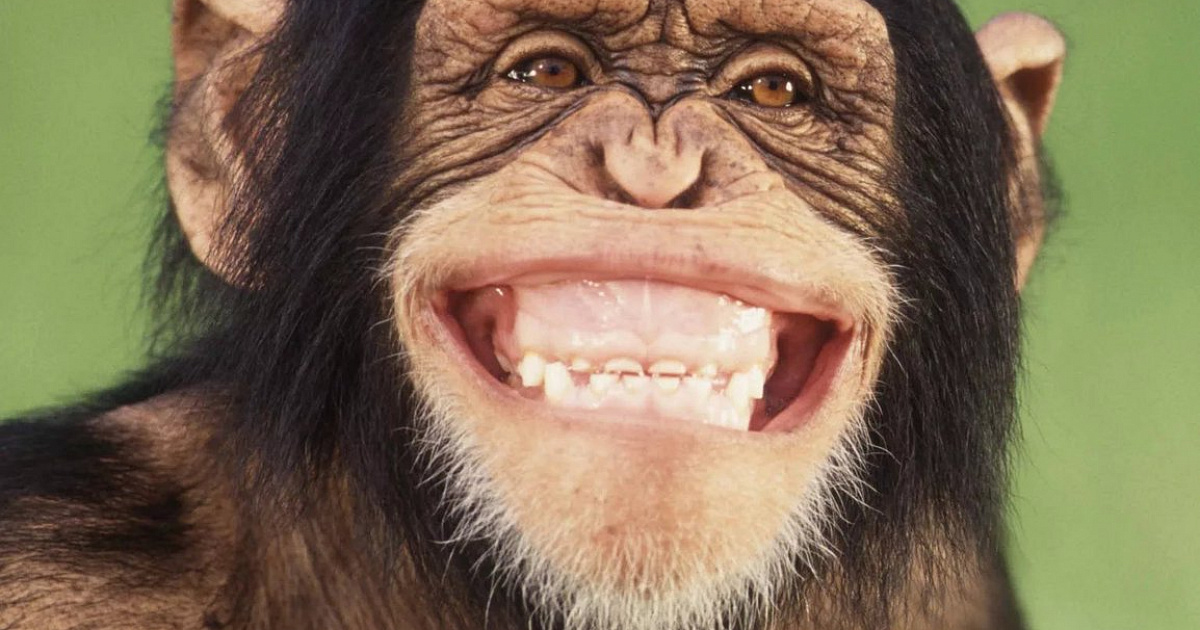 В компании Илона Маска обезьяну чипировали и научили играть в видеоигры