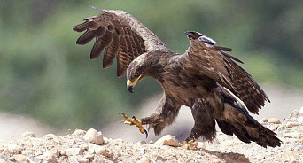 «Орёл и Решка»: что делать степным орлам-путешественникам, если не хватает денег на SMS в жарких странах?