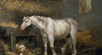 «Переживать за потерянную корову больше не придётся!» В приюте Сочи планируют содержать крупный рогатый скот и лошадей