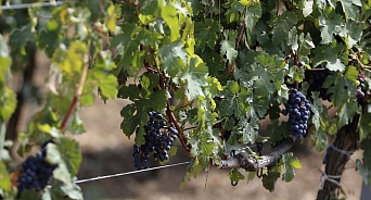  В генплане Анапы закрепили 30 тысяч га виноградопригодных земель
