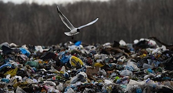 На Кубани мужчину осудят за организацию нелегальной свалки опасных отходов