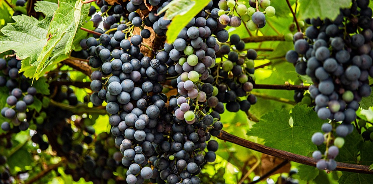 В 2021 году Кубань поставит в Германию почти 3 тыс. декалитров вина
