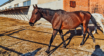 «Истощенные и раненые»: под Екатеринбургом волонтеры спасли лошадей, хозяйка которых впала в депрессию