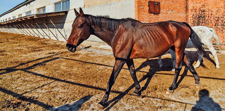 «Истощенные и раненые»: под Екатеринбургом волонтеры спасли лошадей, хозяйка которых впала в депрессию