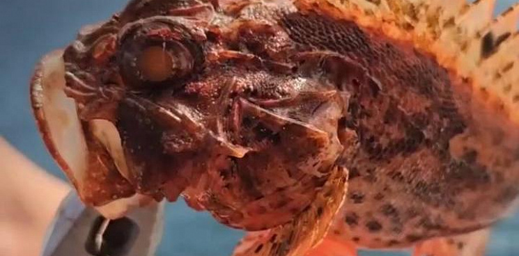 «Вкусно, но опасно!» Туристы выловили в Чёрном море ядовитую, но съедобную скорпену — ВИДЕО