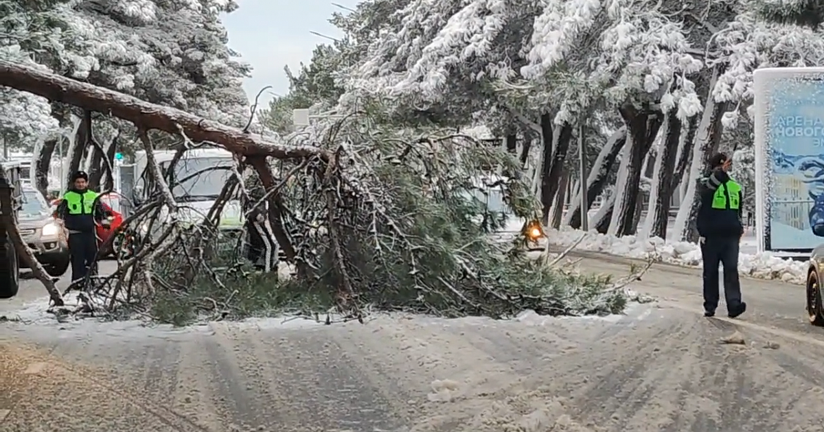 На главном проспекте Геленджика рухнуло дерево и перекрыло движение транспорта