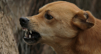 «Сколько можно терпеть соседство с хищниками?!» В Краснодаре бродячая собака опять покусала ребёнка