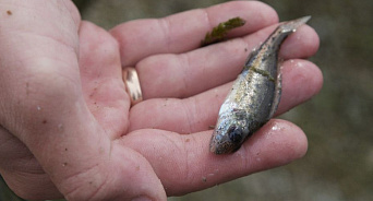 «Водоёмы отравлены! Рыба гибнет!» В Краснодарском крае массово погибла рыба 