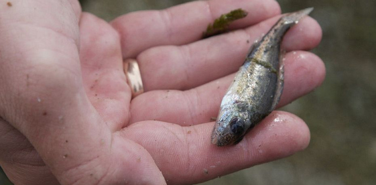«Водоёмы отравлены! Рыба гибнет!» В Краснодарском крае массово погибла рыба 