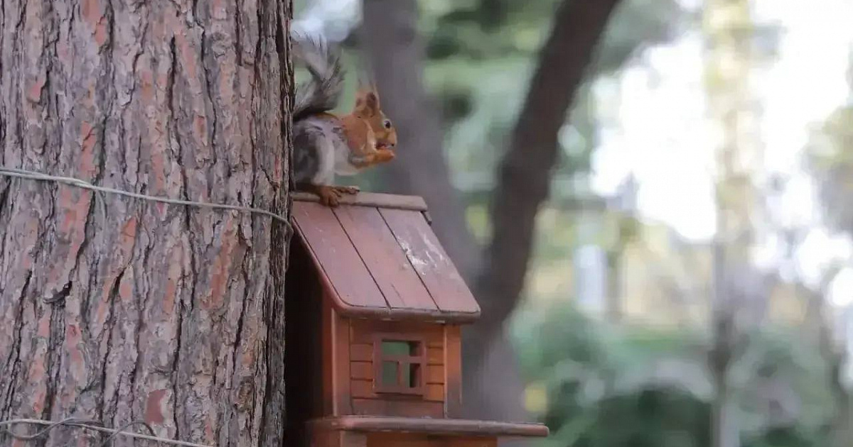 Для белок на набережной Геленджика обновляют и устанавливают кормушки