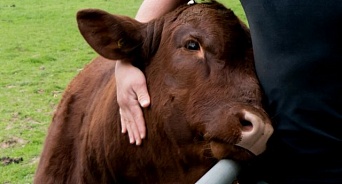 На Кубани неизвестные убили коров, которые “кормили” многодетную семью