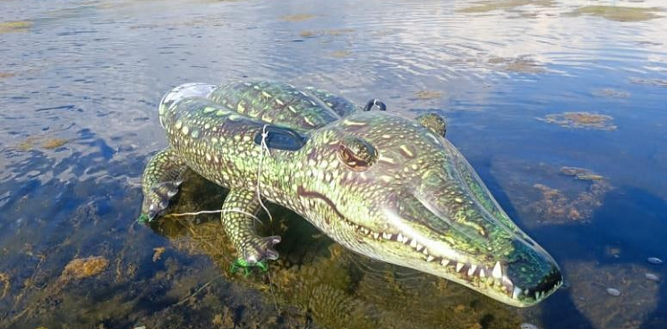 Крокодил оказался в водоеме Сочинского аэропорта не для красоты