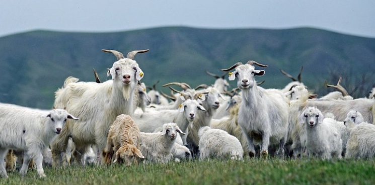 На Кубани осудят мошенницу, которая похитила стадо коз на 200 тысяч рублей