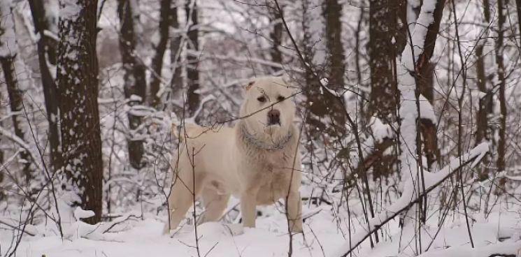 В Новороссийске живодёры бросили собаку в лесу, приковав её цепью к дереву