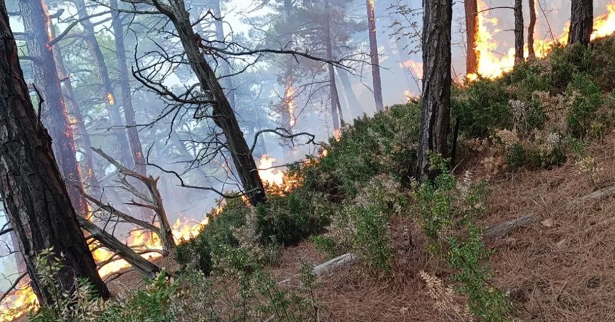 Площадь лесных пожаров в Геленджике выросла до 14 гектаров