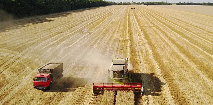 На Кубани убрали 70% зерновых полей