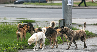 В Краснодаре прокуратура проверит работу мэрии по отлову бродячих собак