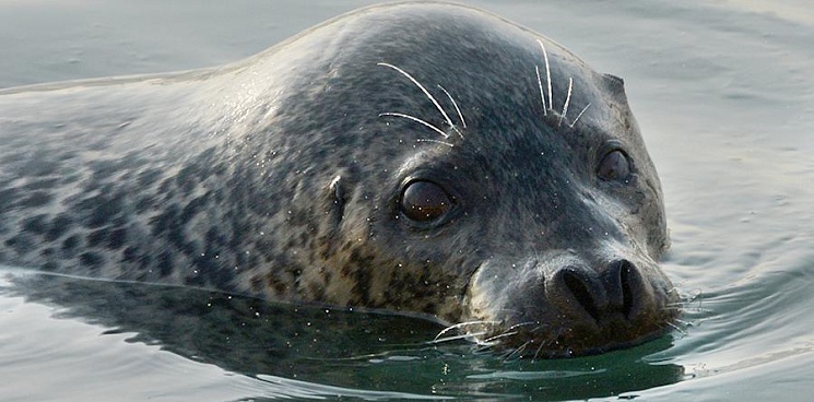 Ученые назвали возможную причину массовой гибели тюленей в Дагестане