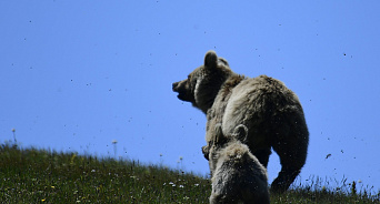 «Русский медведь проснулся! Не провоцируйте!» В Сочи туристов предупредили  о том, что из спячки вышли медведи