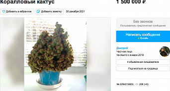 В Краснодаре мужчина продает коралловый кактус за полтора миллиона рублей