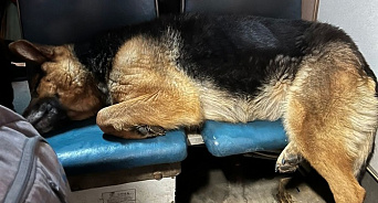 Новосибирский хатико: собака три дня ездила на трамвае и бродила по улицам, пытаясь найти хозяина 