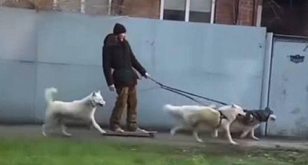 «Краснодар - собачья столица, тут по-своему пробки объезжают»: три собаки прокатили парня на скейте – ВИДЕО