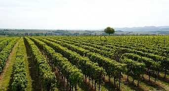 На Кубани запретят строительство жилых домов на виноградопригодных землях