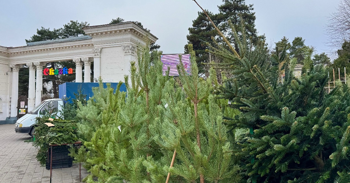 Ветки – по 50, пихты – по 3000. Сколько стоят живые деревья на елочных базарах Краснодара 