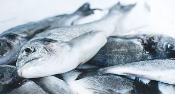 Пользователям госпрудов на Кубани установили норматив по вылову рыбы