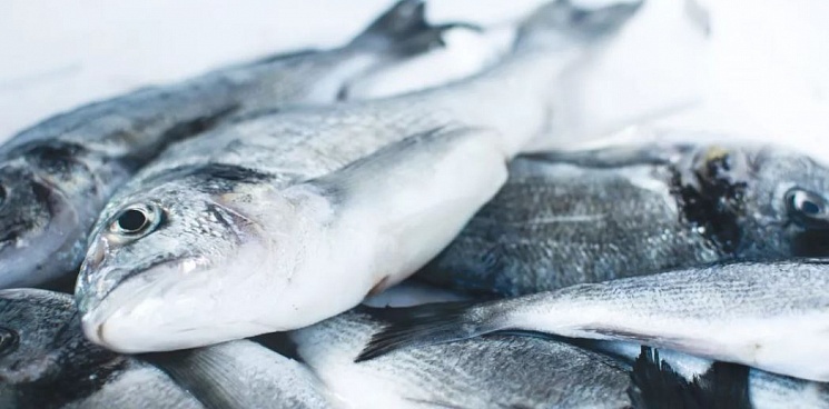Пользователям госпрудов на Кубани установили норматив по вылову рыбы