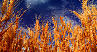 Что может помешать России собрать рекордный урожай зерна в этом году?