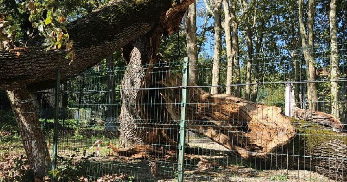 В Краснодарском крае упал пятивековой дуб-великан