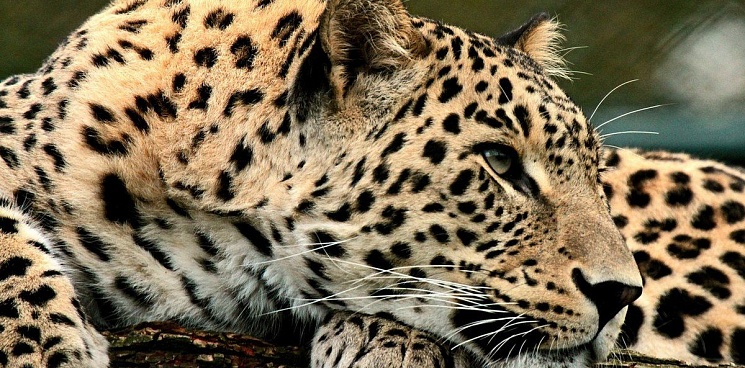 В Северной Осетии нашелся леопард Баксан, который пропал 3 месяца назад