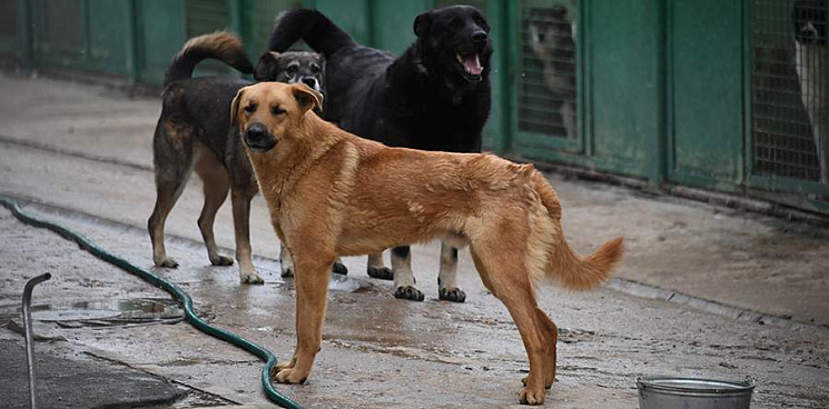 «Хищники нападают на людей!» В Краснодаре бродячие собаки напали на девушку и повалили на землю