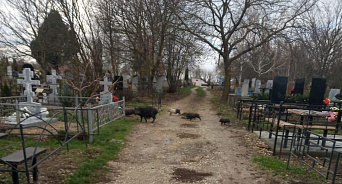 «Ходят по могилам и гадят»: чёрные свиньи разгуливают по кладбищу в кубанском селе, а местная администрация не может найти управу на их хозяйку