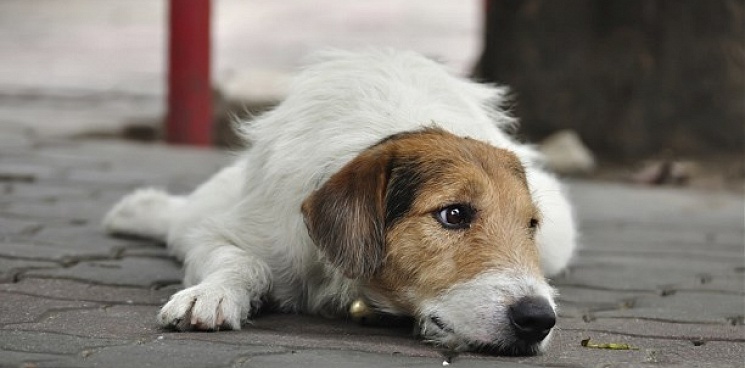 Кубань заняла второе место среди регионов РФ по числу бездомных собак
