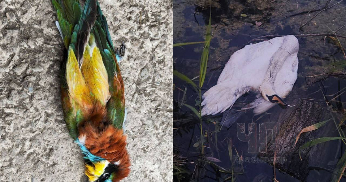 В Адыгее жители возмущены убийством лебедя и требуют наказать виновного, а в Краснодарском крае браконьер истребляет золотистых щурок