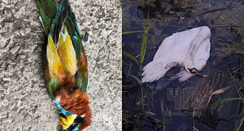 В Адыгее жители возмущены убийством лебедя и требуют наказать виновного, а в Краснодарском крае браконьер истребляет золотистых щурок