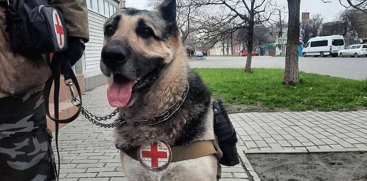 Два добрых сердца: анапчанин со своим псом оказывают людям медпомощь на улицах