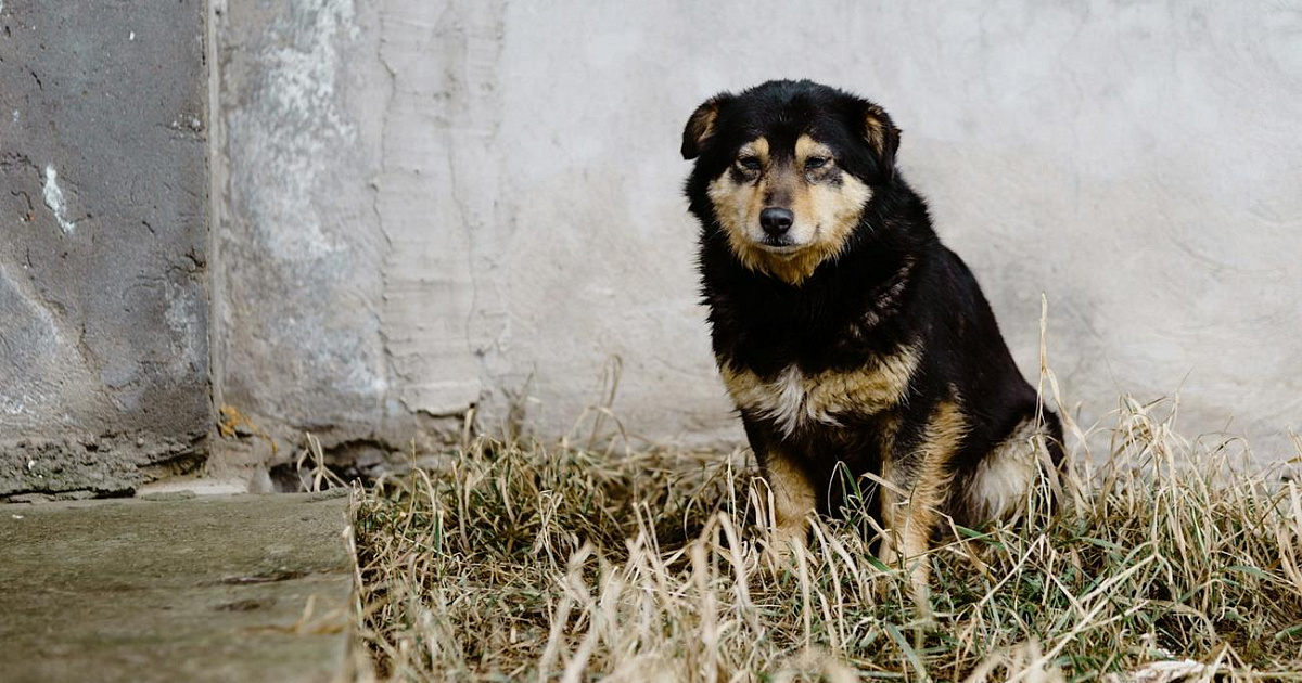 Стая собак периодически нападает на школьников в поселке под Краснодаром