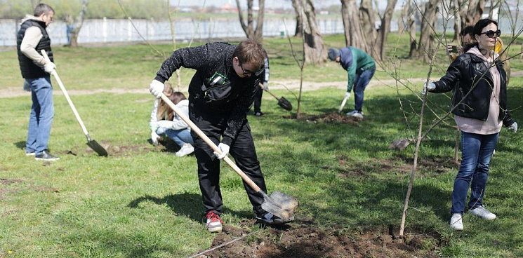 В Краснодаре администрация не поливает новые деревья - саженцы массово гибнут