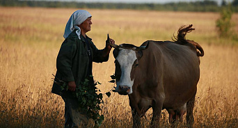 Перекупщики везут молоко от больных лейкозом ростовских коров на Кубань?