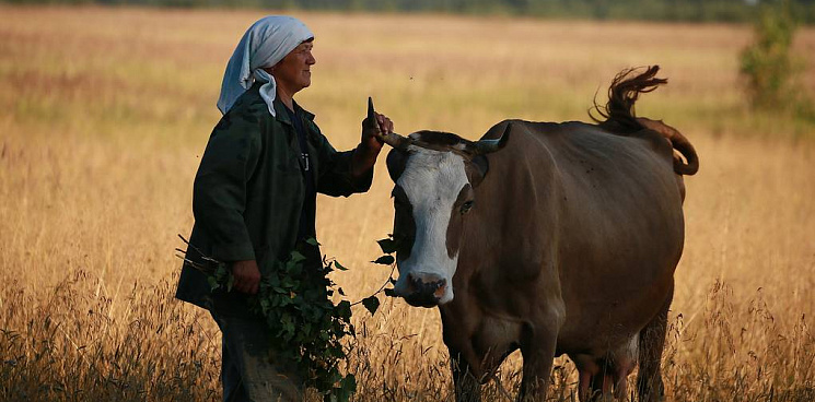 Перекупщики везут молоко от больных лейкозом ростовских коров на Кубань?
