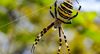 На Кубани жители обнаружили огромного паука-осу