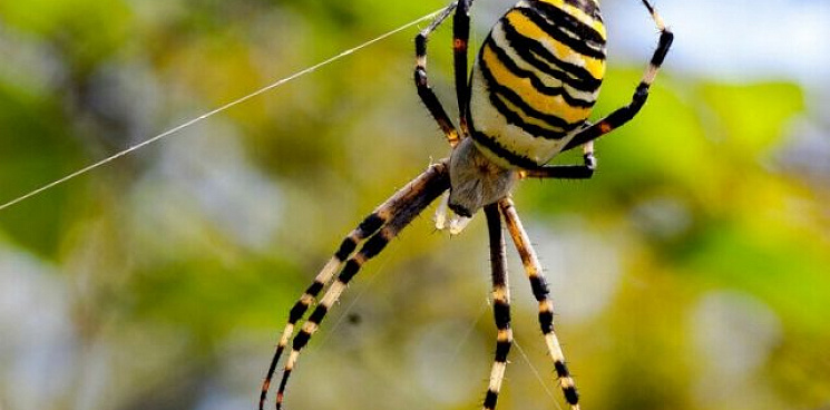 На Кубани жители обнаружили огромного паука-осу