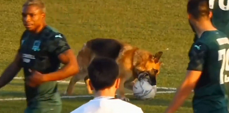 Собаки чуть не сорвали матч краснодарским «быкам» в Турции 