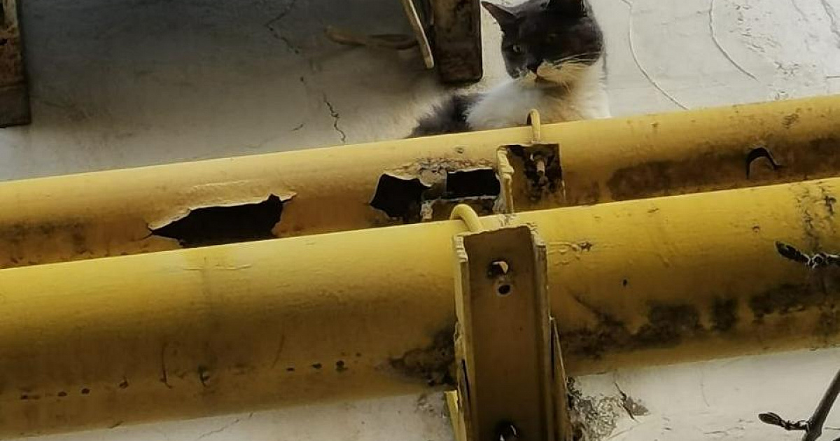 На Кубани кот двое суток орал на людей, чтобы они вызвали ему спасателей
