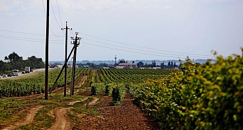 Стихия на Кубани повредила до 15% всех российских виноградников