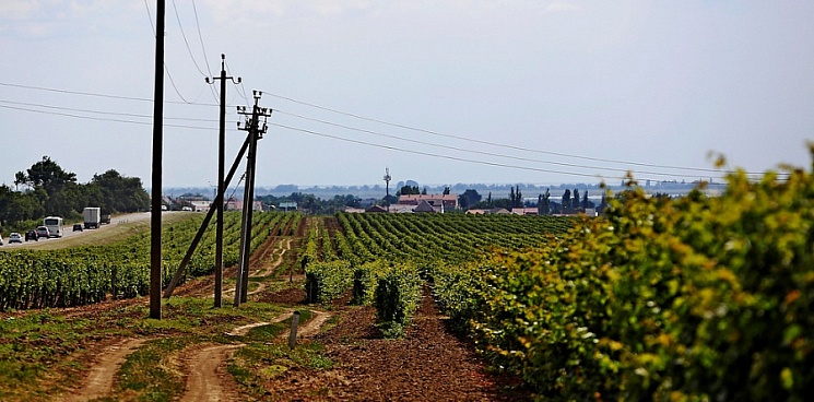 Стихия на Кубани повредила до 15% всех российских виноградников