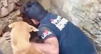 История спасения: в Турции собака отчаянно рылась в завалах, пытаясь найти щенков после землетрясения - ВИДЕО